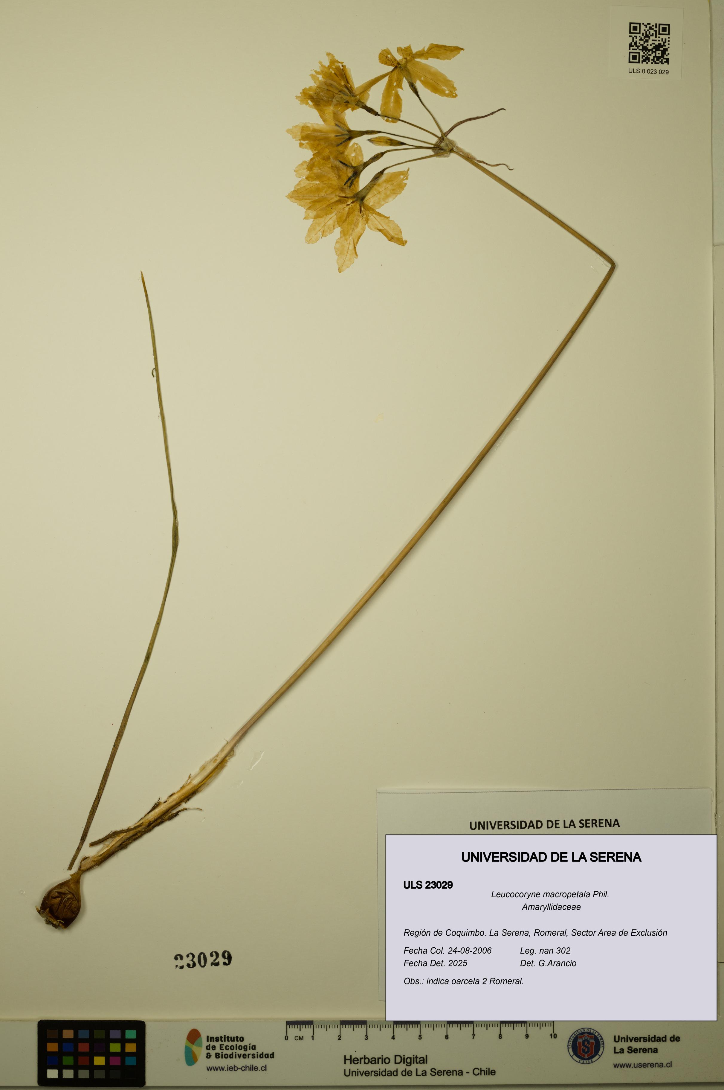 Leucocoryne macropetala [Espécimen: ULS:ULS:0023029]