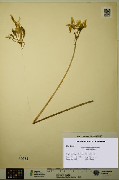 Leucocoryne macropetala [Espécimen: ULS:ULS:0023030]