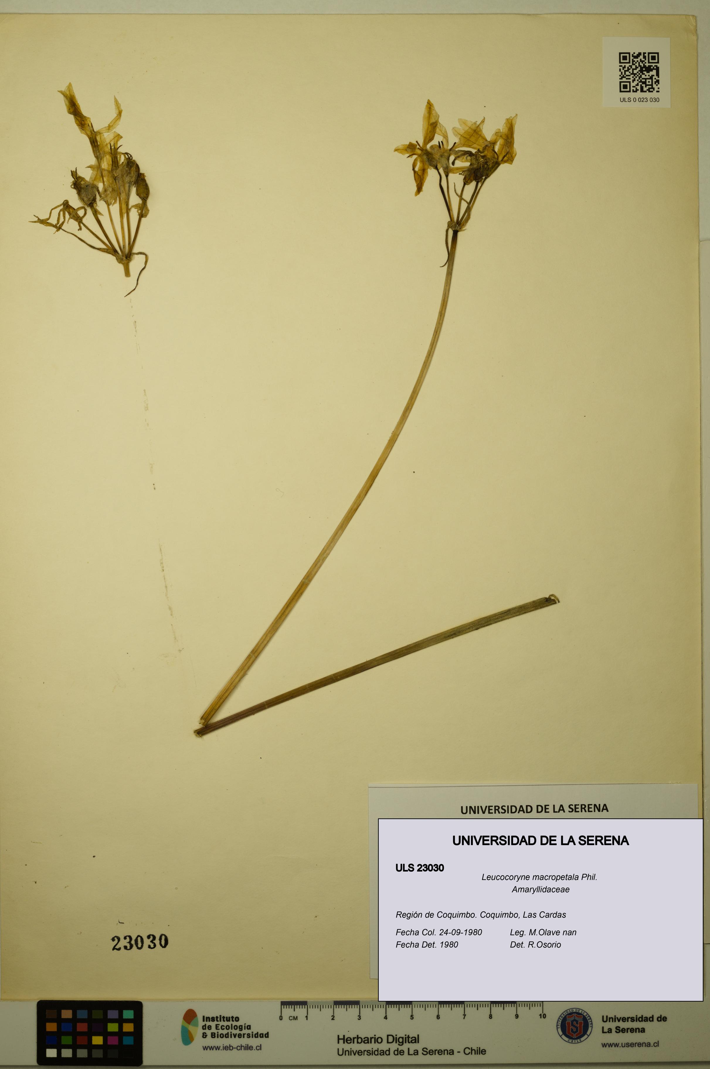 Leucocoryne macropetala [Espécimen: ULS:ULS:0023030]