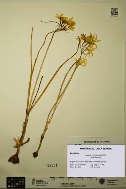 Leucocoryne macropetala [Espécimen: ULS:ULS:0023031]
