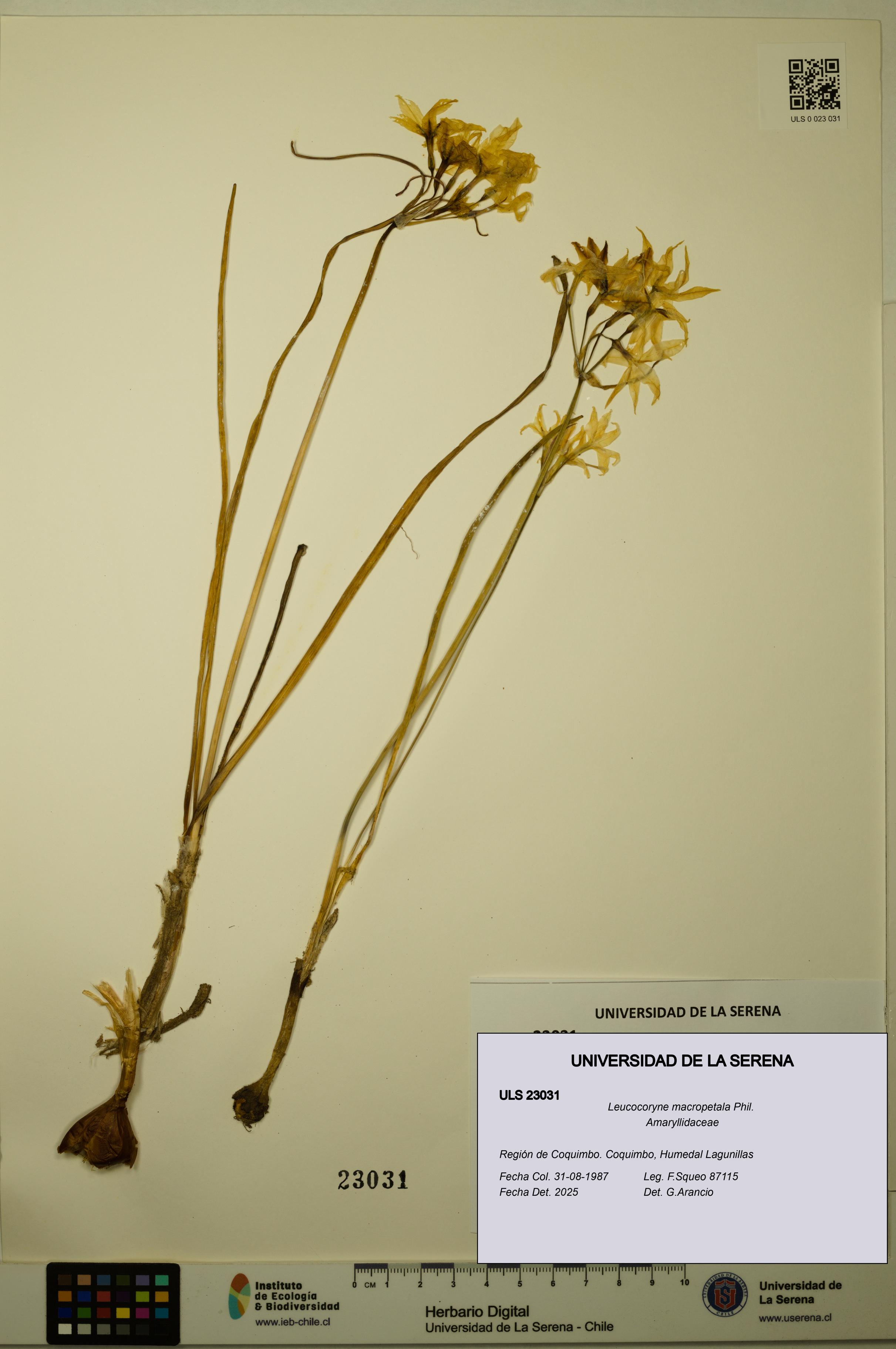 Leucocoryne macropetala [Espécimen: ULS:ULS:0023031]