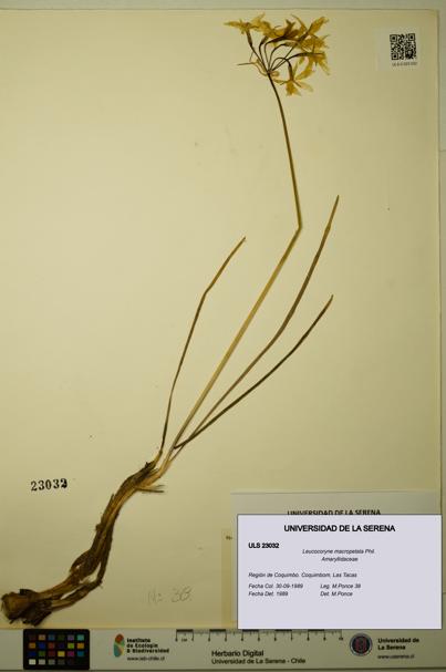 Leucocoryne macropetala [Espécimen: ULS:ULS:0023032]