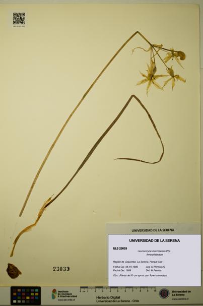 Leucocoryne macropetala [Espécimen: ULS:ULS:0023033]