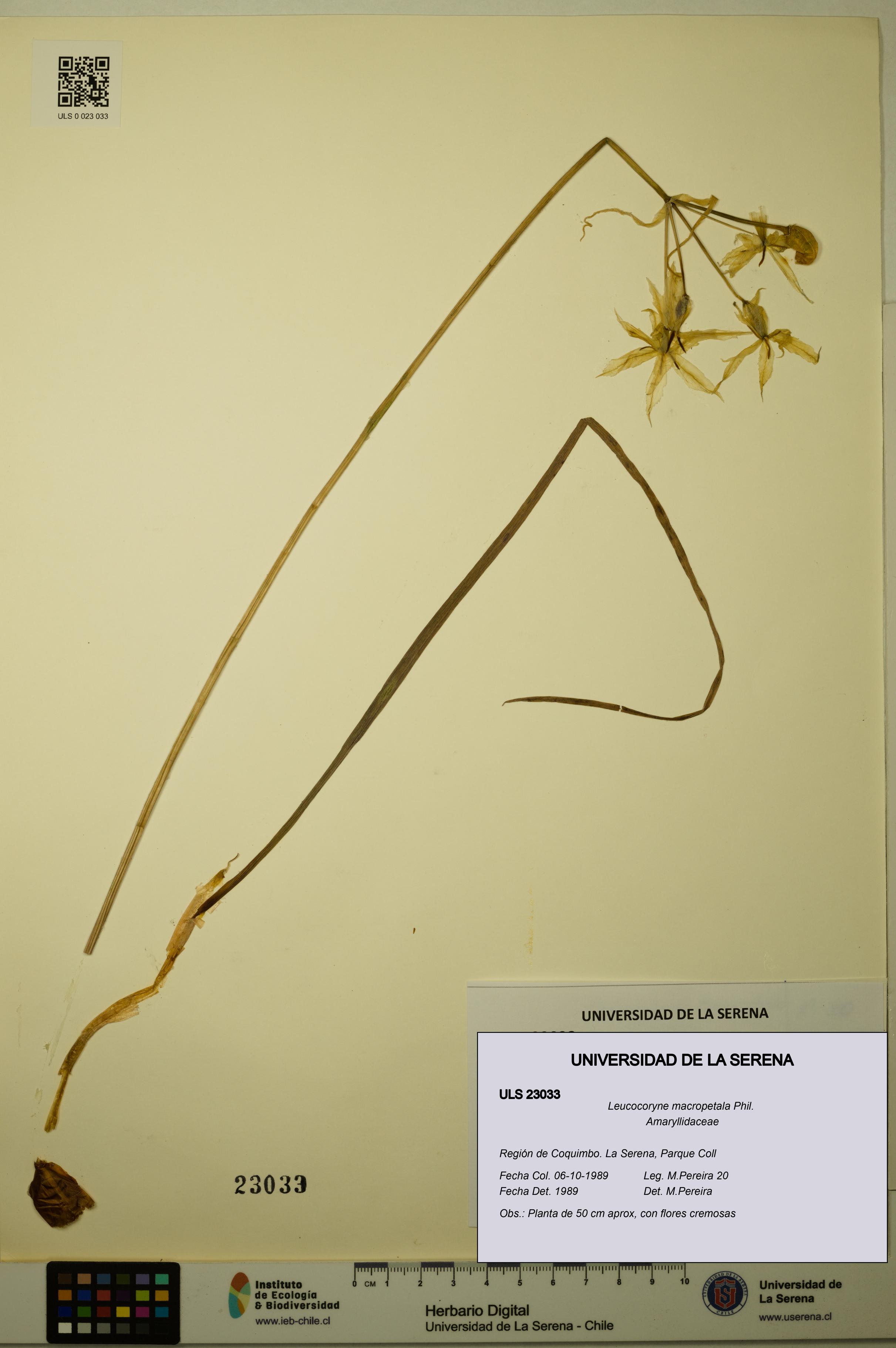 Leucocoryne macropetala [Espécimen: ULS:ULS:0023033]