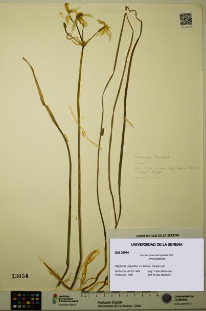 Leucocoryne macropetala [Espécimen: ULS:ULS:0023034]