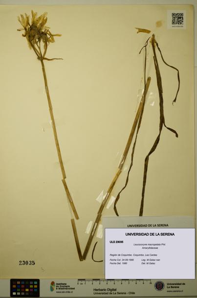 Leucocoryne macropetala [Espécimen: ULS:ULS:0023035]