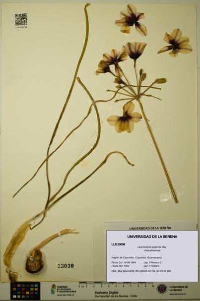 Leucocoryne purpurea [Espécimen: ULS:ULS:0023036]