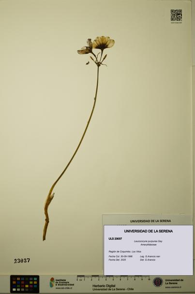 Leucocoryne purpurea [Espécimen: ULS:ULS:0023037]