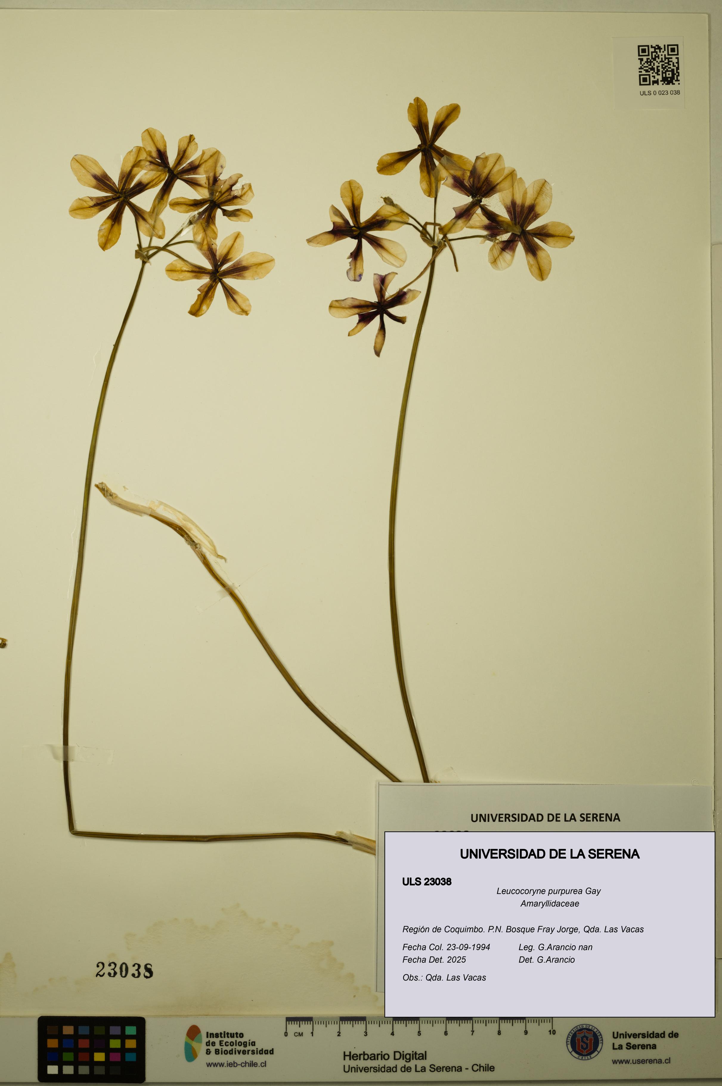 Leucocoryne purpurea [Espécimen: ULS:ULS:0023038]