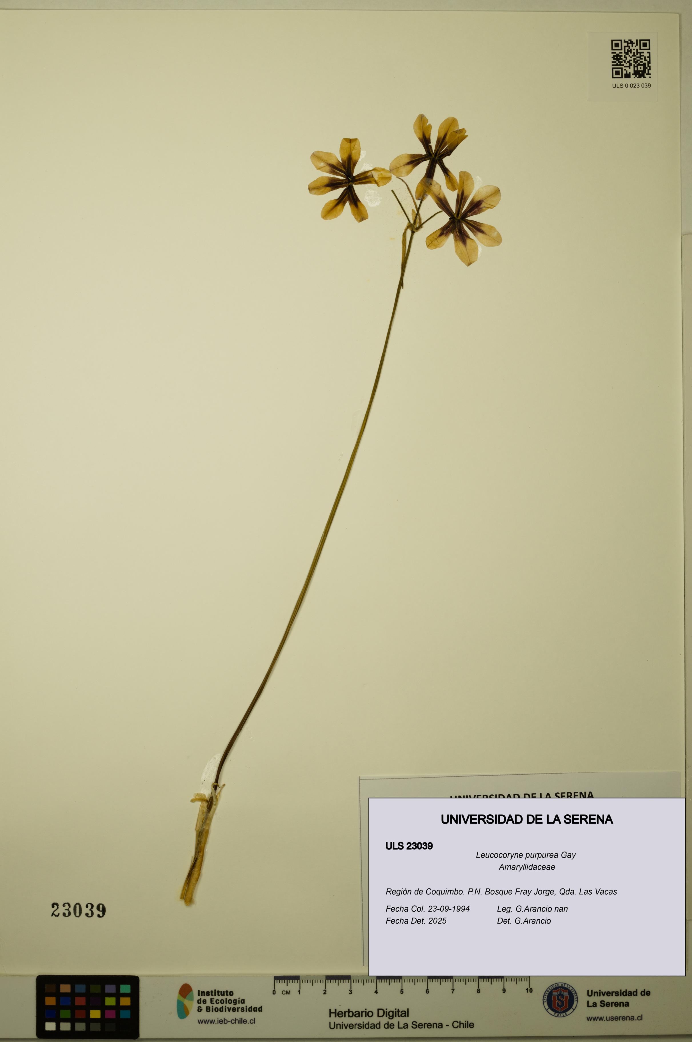Leucocoryne purpurea [Espécimen: ULS:ULS:0023039]