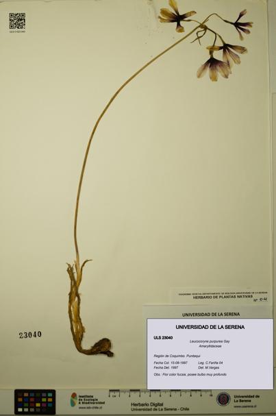 Leucocoryne purpurea [Espécimen: ULS:ULS:0023040]