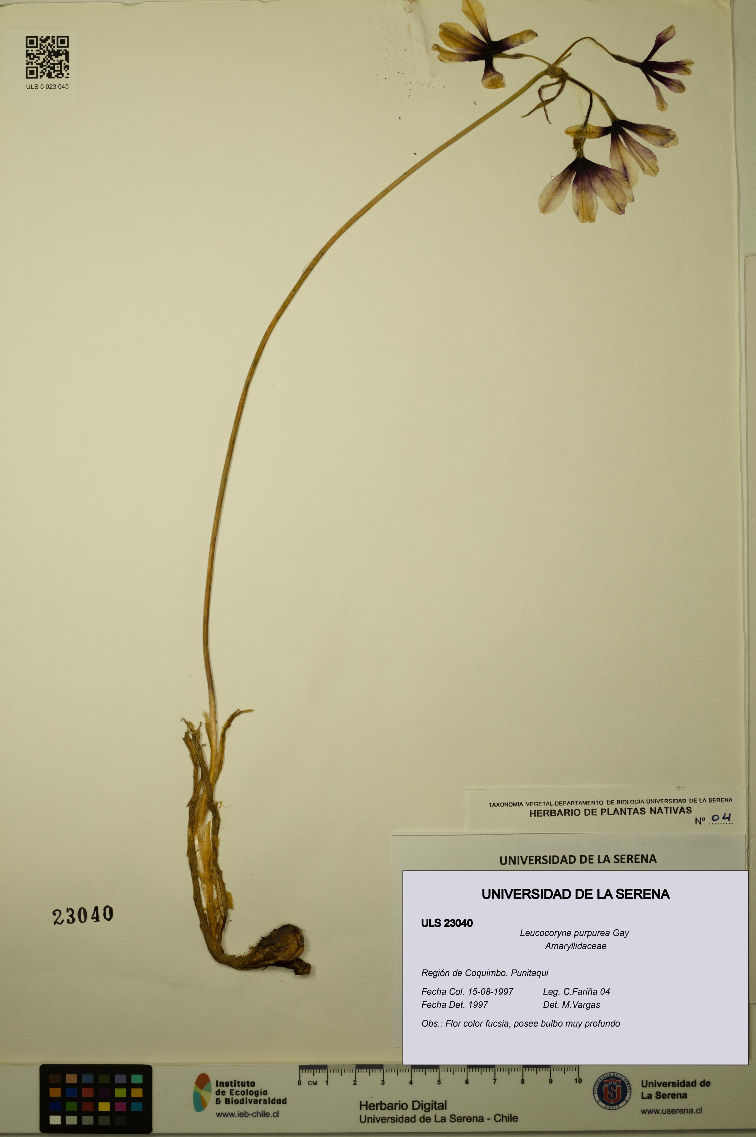 Leucocoryne purpurea [Espécimen: ULS:ULS:0023040]