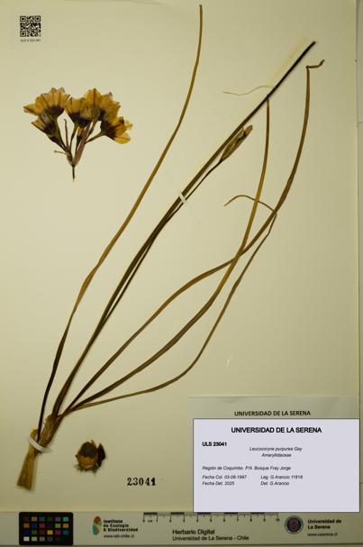 Leucocoryne purpurea [Espécimen: ULS:ULS:0023041]