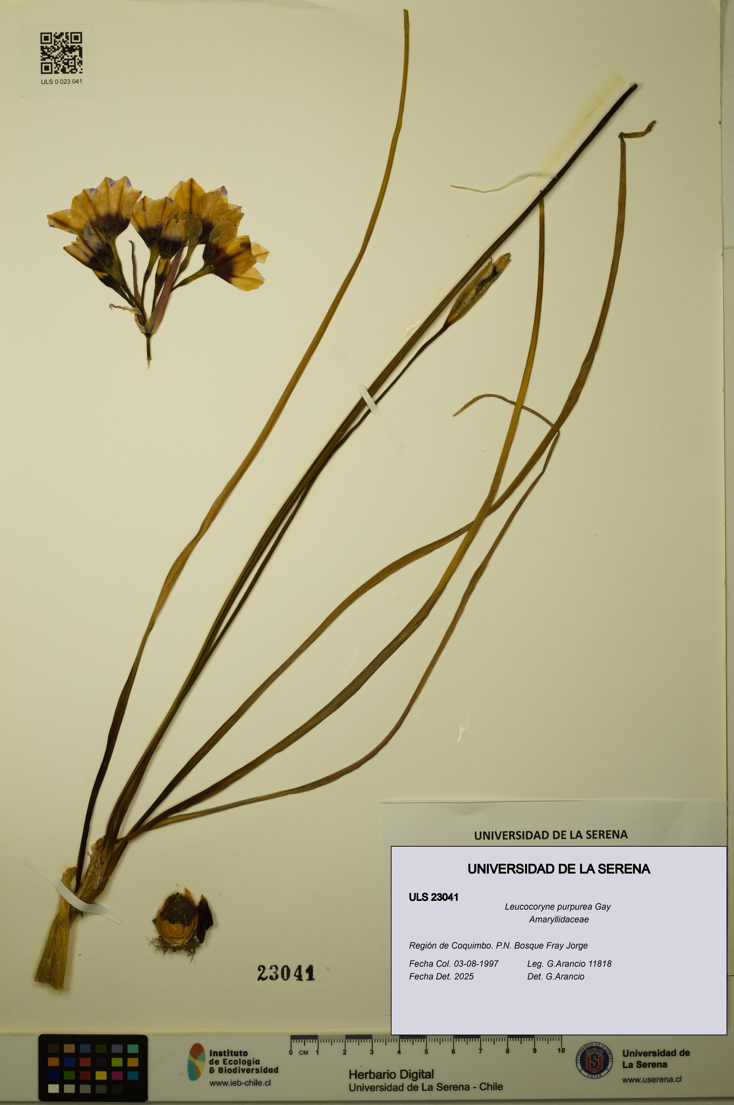 Leucocoryne purpurea [Espécimen: ULS:ULS:0023041]