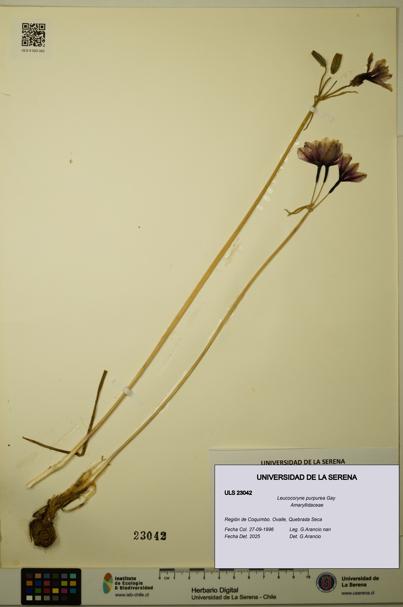 Leucocoryne purpurea [Espécimen: ULS:ULS:0023042]