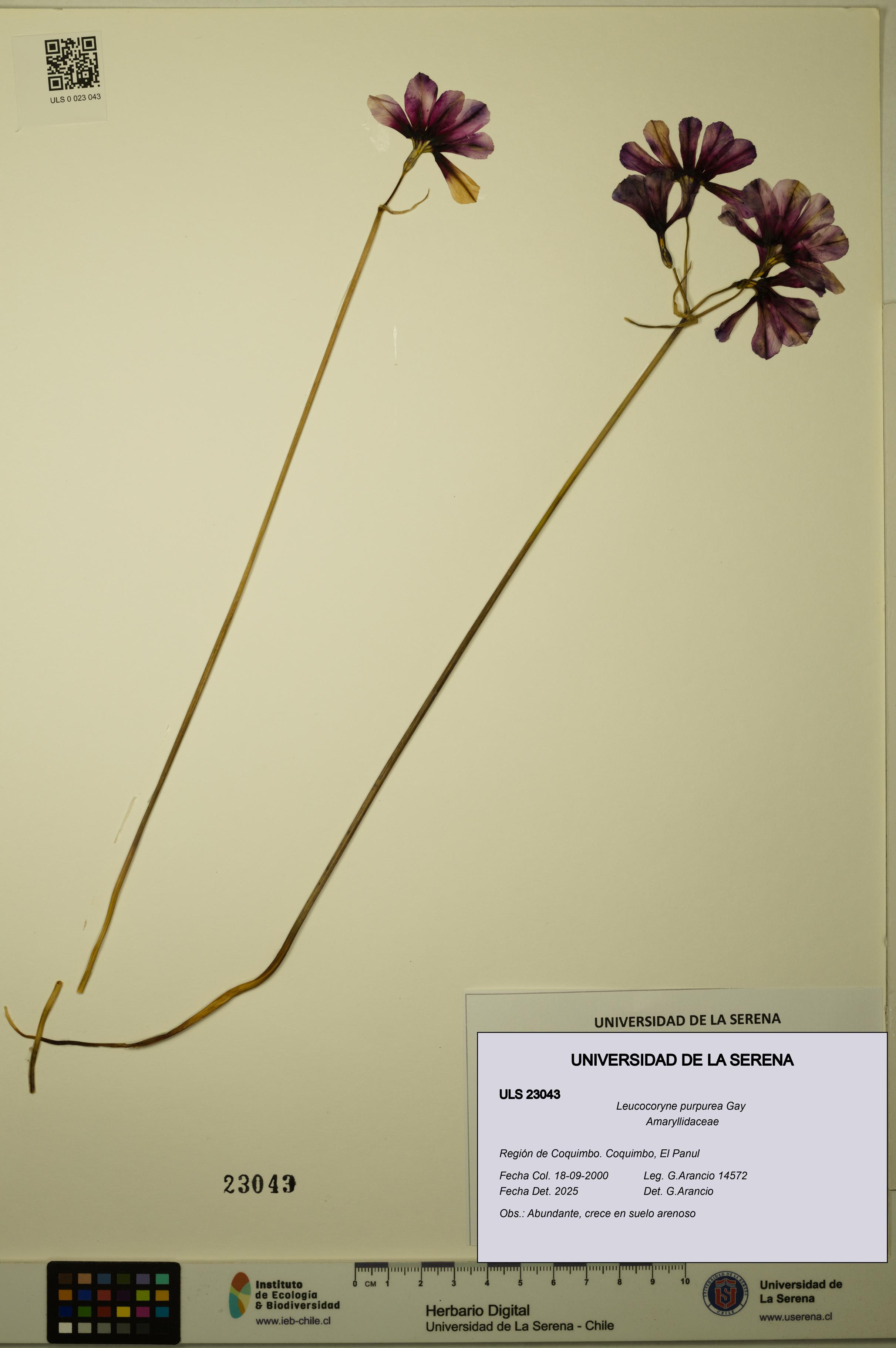 Leucocoryne purpurea [Espécimen: ULS:ULS:0023043]