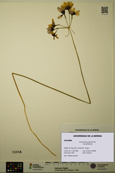 Leucocoryne purpurea [Espécimen: ULS:ULS:0023044]