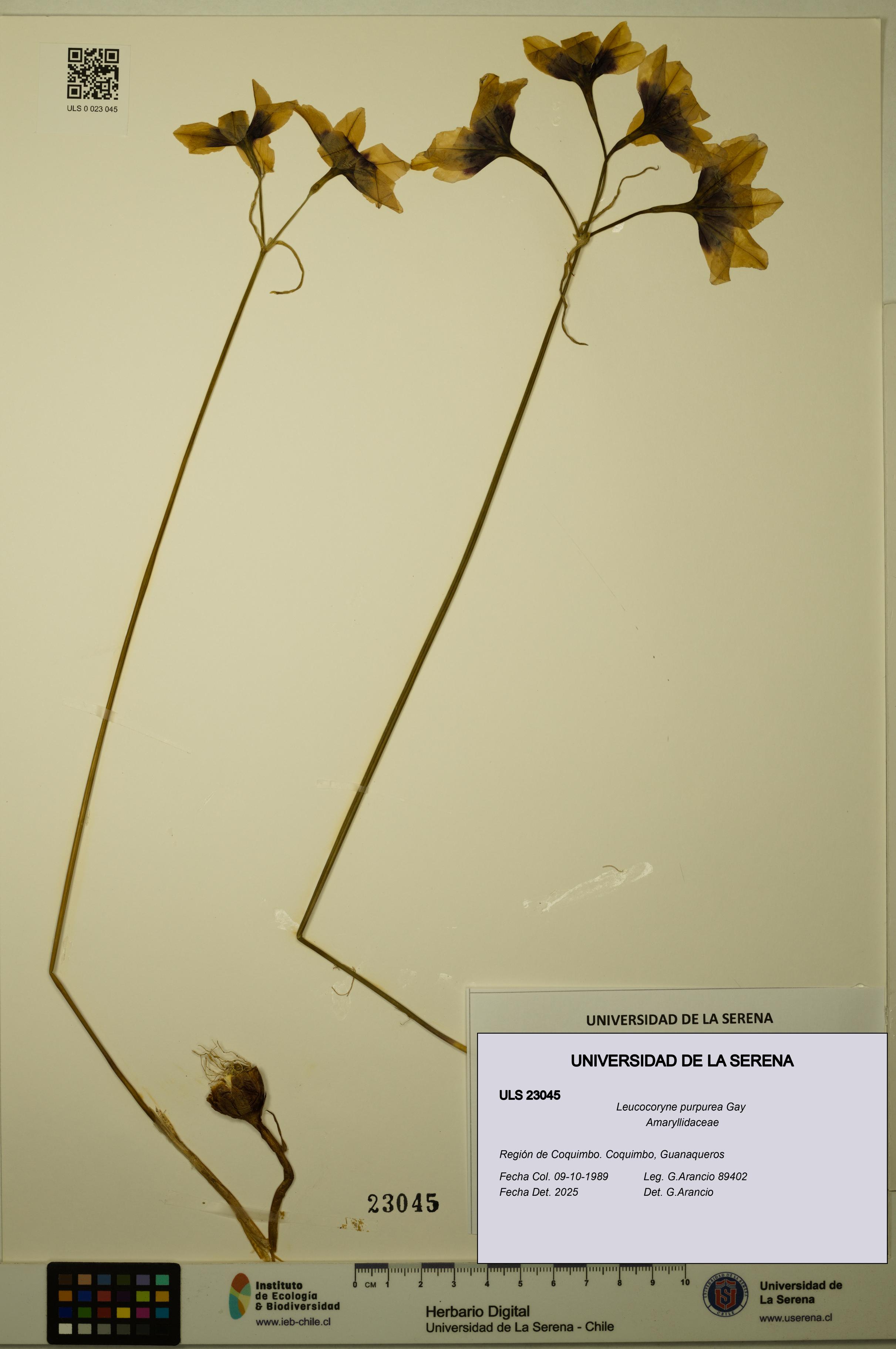 Leucocoryne purpurea [Espécimen: ULS:ULS:0023045]
