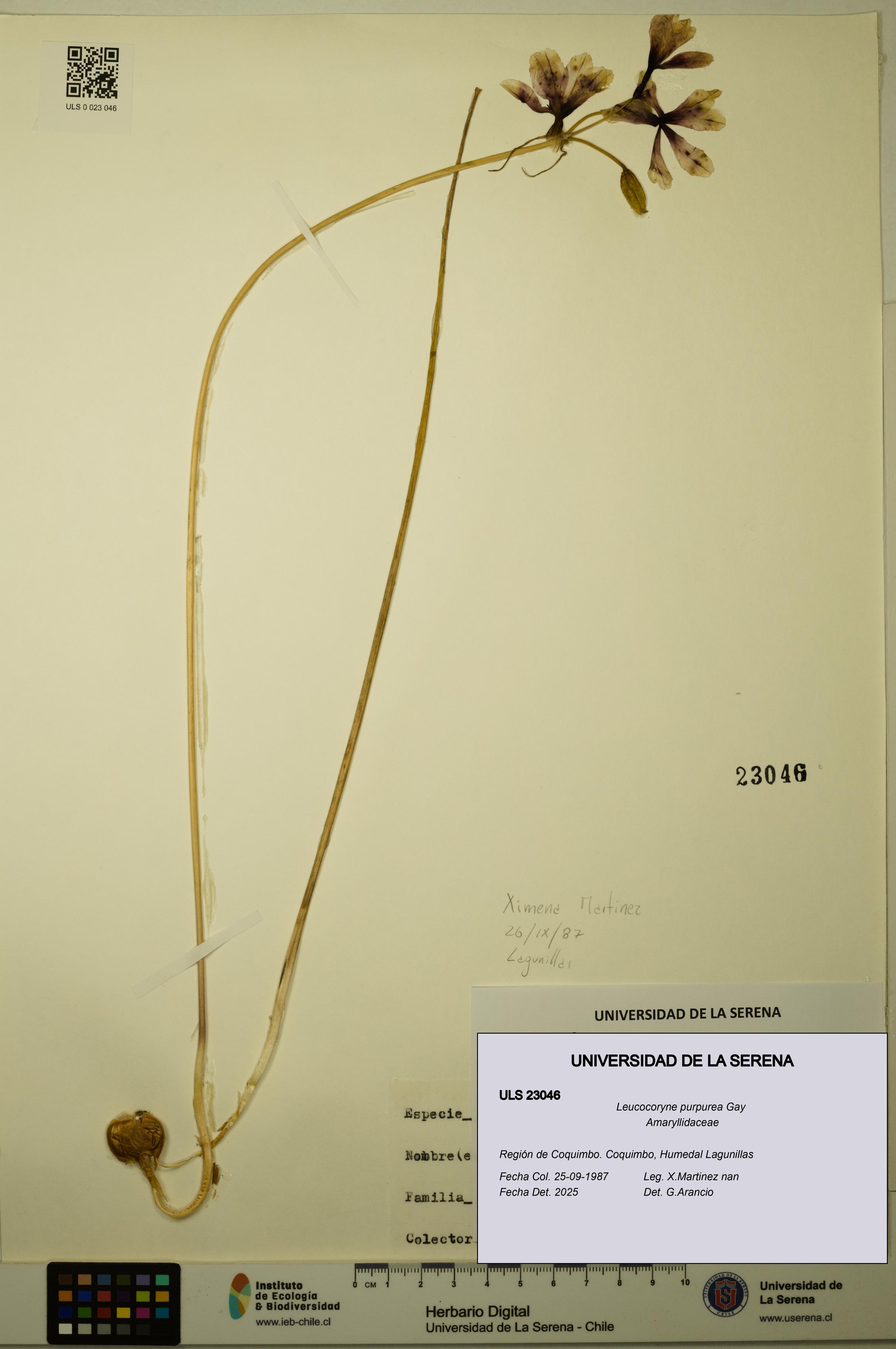 Leucocoryne purpurea [Espécimen: ULS:ULS:0023046]
