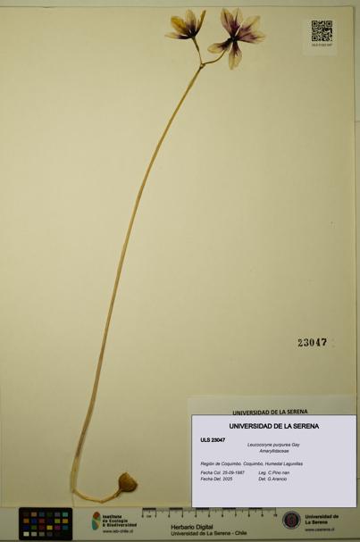 Leucocoryne purpurea [Espécimen: ULS:ULS:0023047]