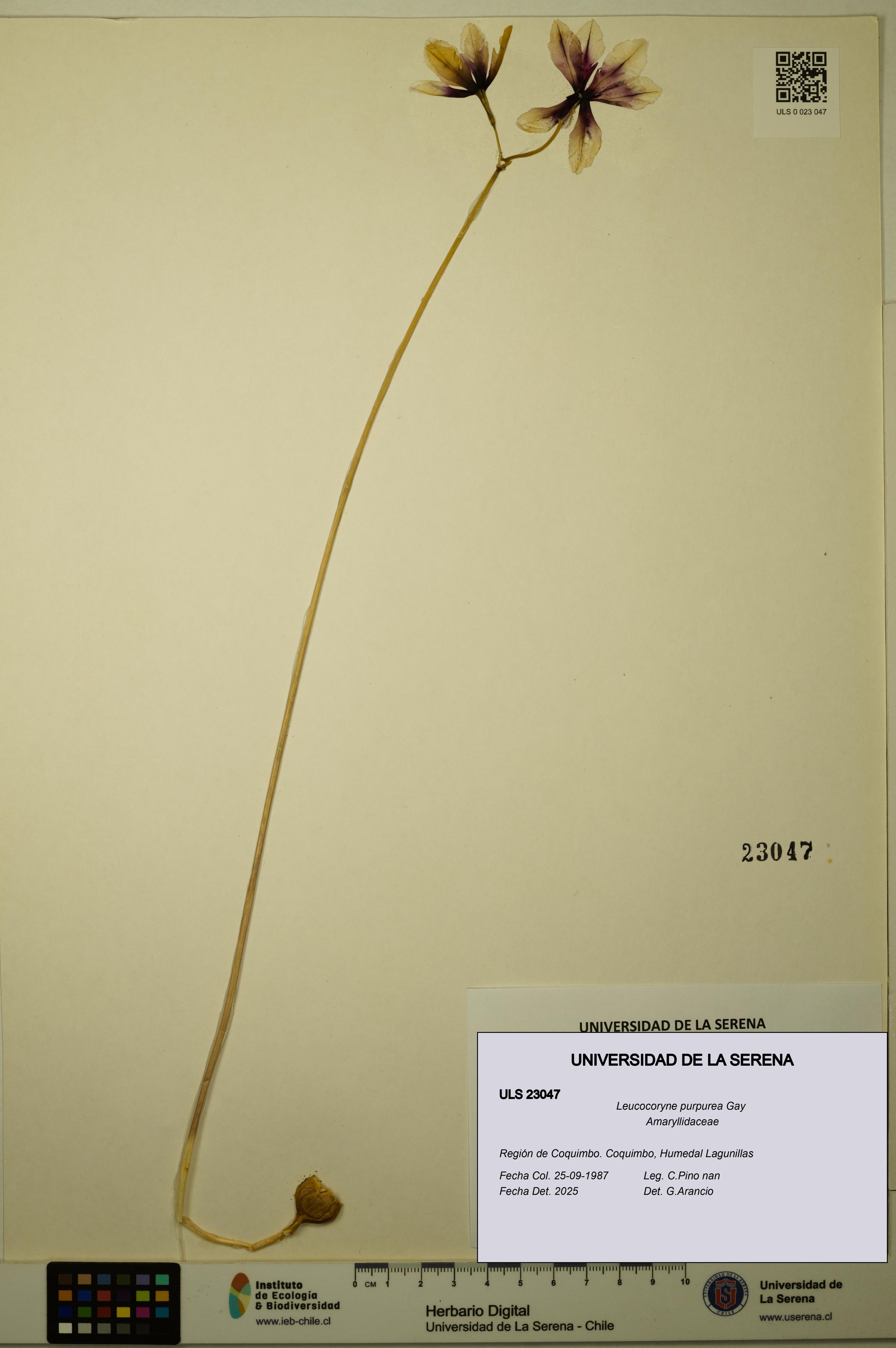 Leucocoryne purpurea [Espécimen: ULS:ULS:0023047]