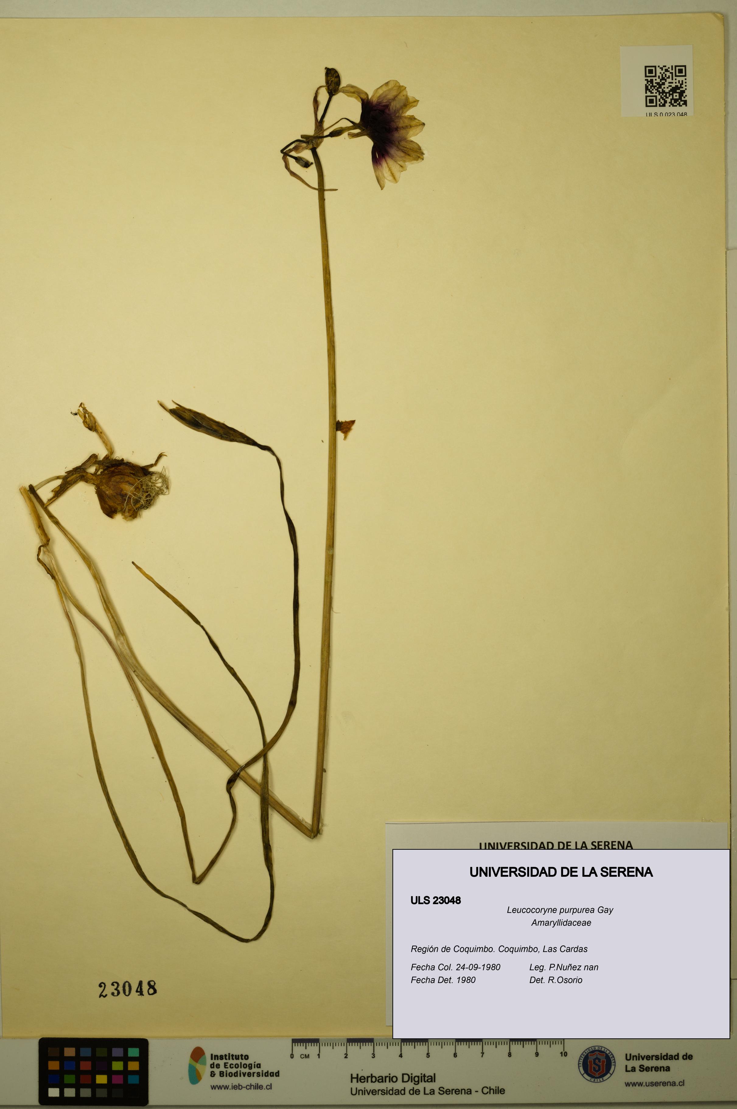 Leucocoryne purpurea [Espécimen: ULS:ULS:0023048]