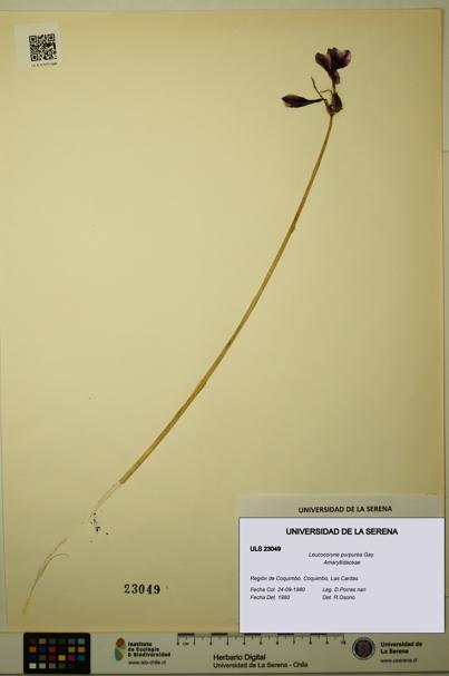 Leucocoryne purpurea [Espécimen: ULS:ULS:0023049]