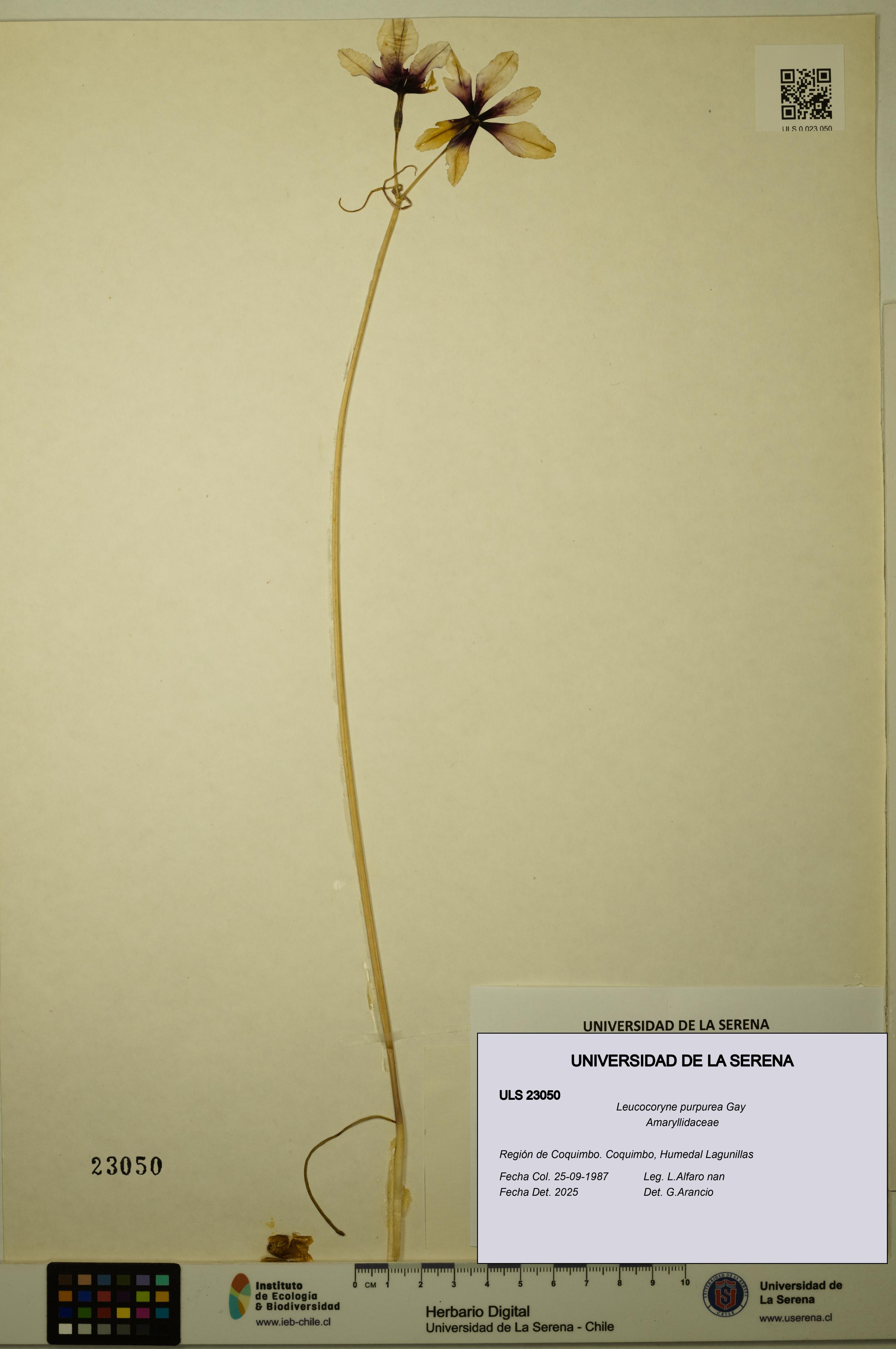 Leucocoryne purpurea [Espécimen: ULS:ULS:0023050]