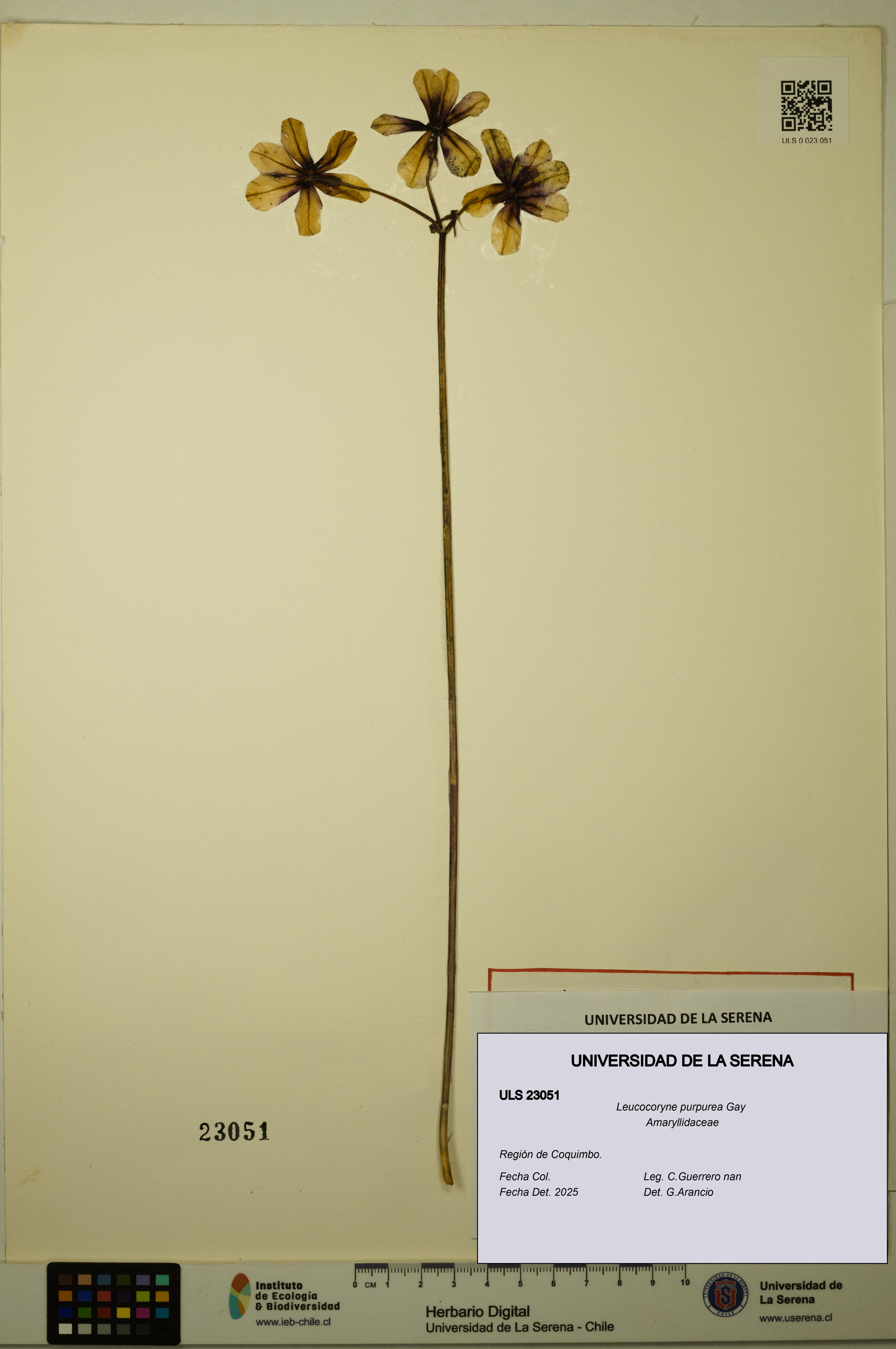 Leucocoryne purpurea [Espécimen: ULS:ULS:0023051]