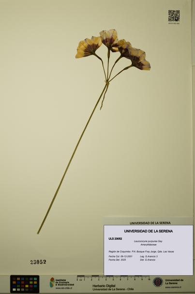 Leucocoryne purpurea [Espécimen: ULS:ULS:0023052]