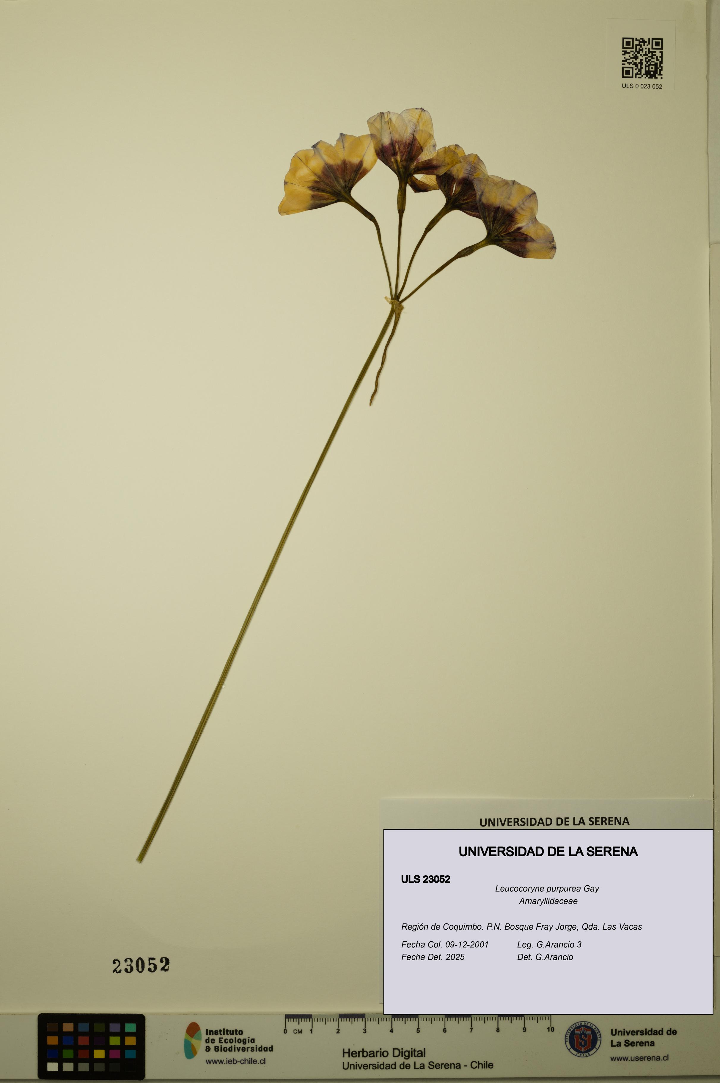 Leucocoryne purpurea [Espécimen: ULS:ULS:0023052]