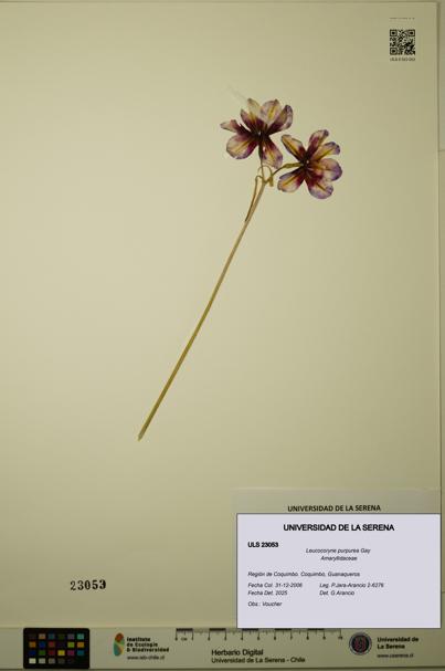 Leucocoryne purpurea [Espécimen: ULS:ULS:0023053]