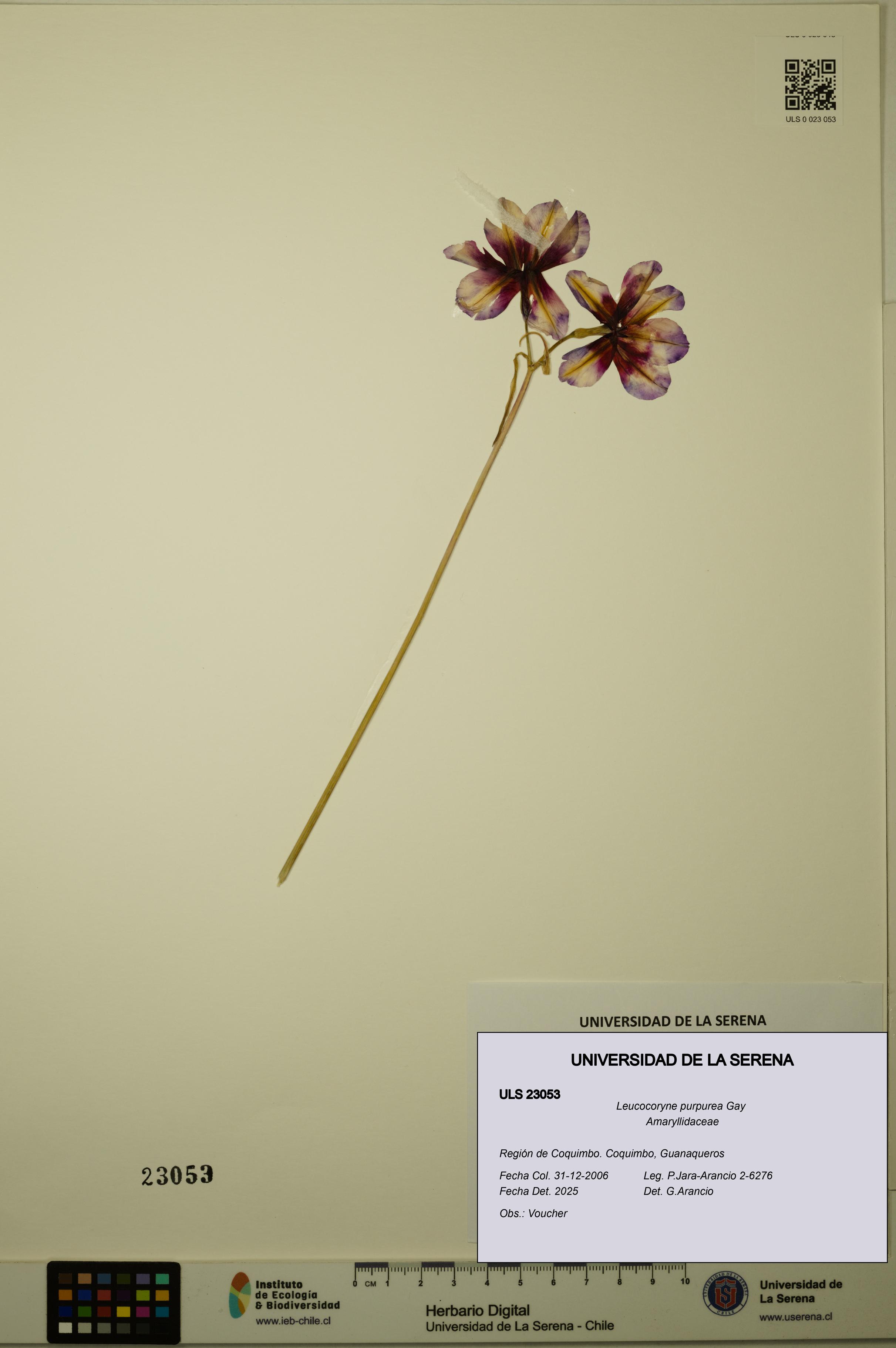 Leucocoryne purpurea [Espécimen: ULS:ULS:0023053]