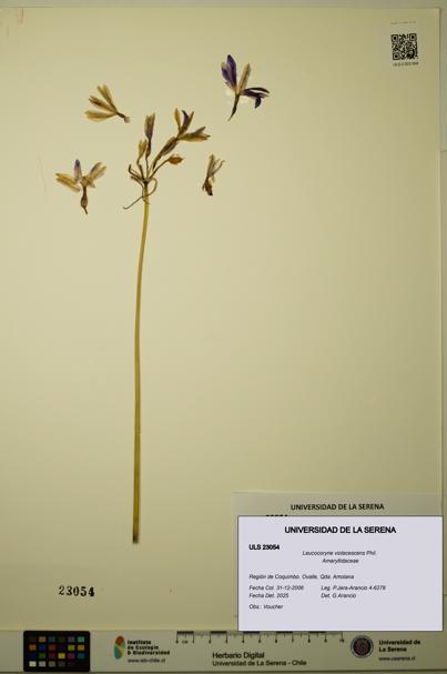 Leucocoryne violacescens [Espécimen: ULS:ULS:0023054]