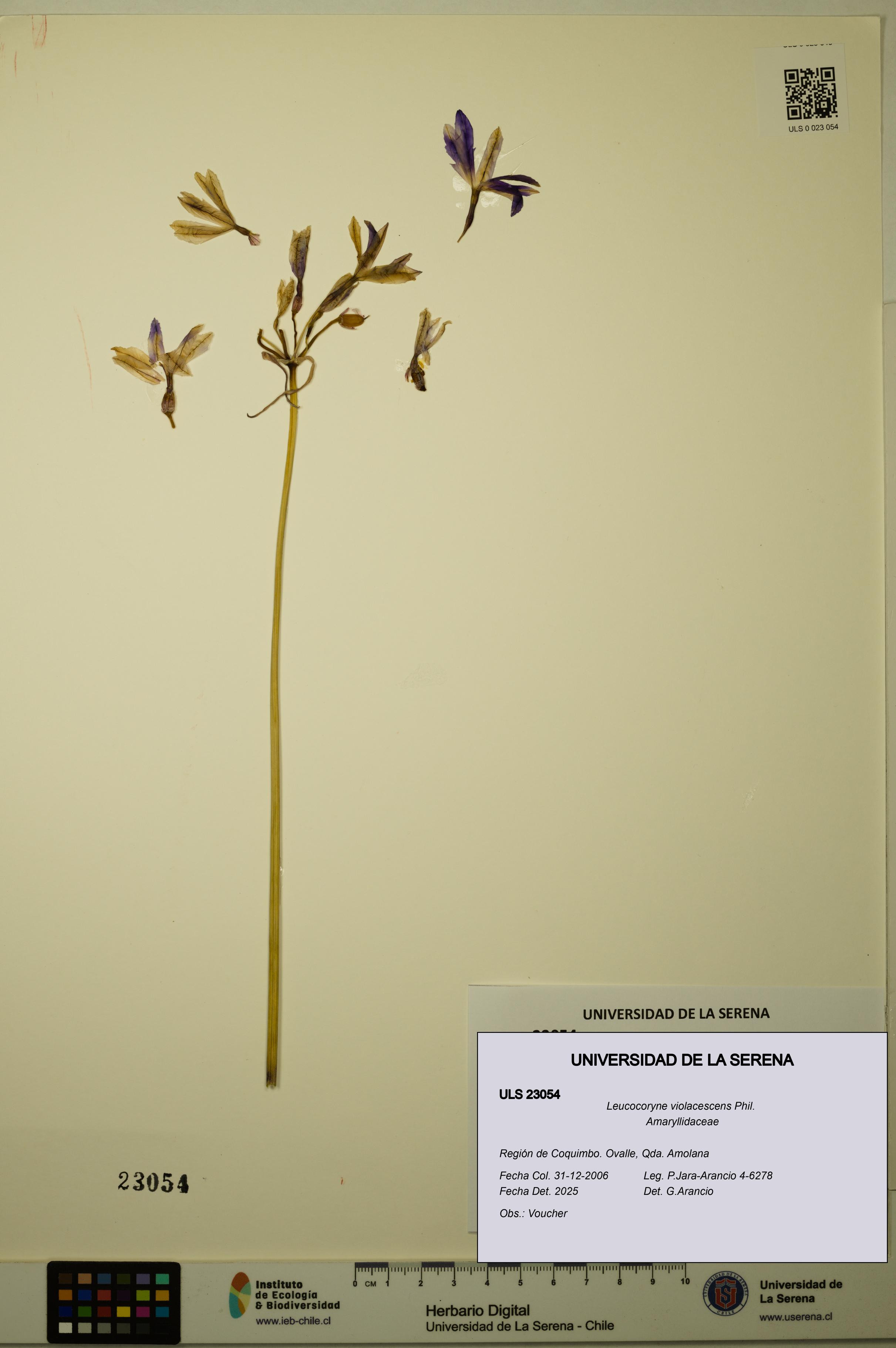 Leucocoryne violacescens [Espécimen: ULS:ULS:0023054]