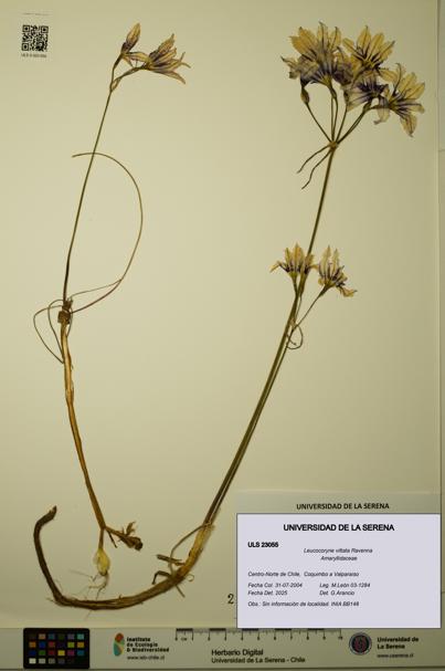 Leucocoryne vittata [Espécimen: ULS:ULS:0023055]