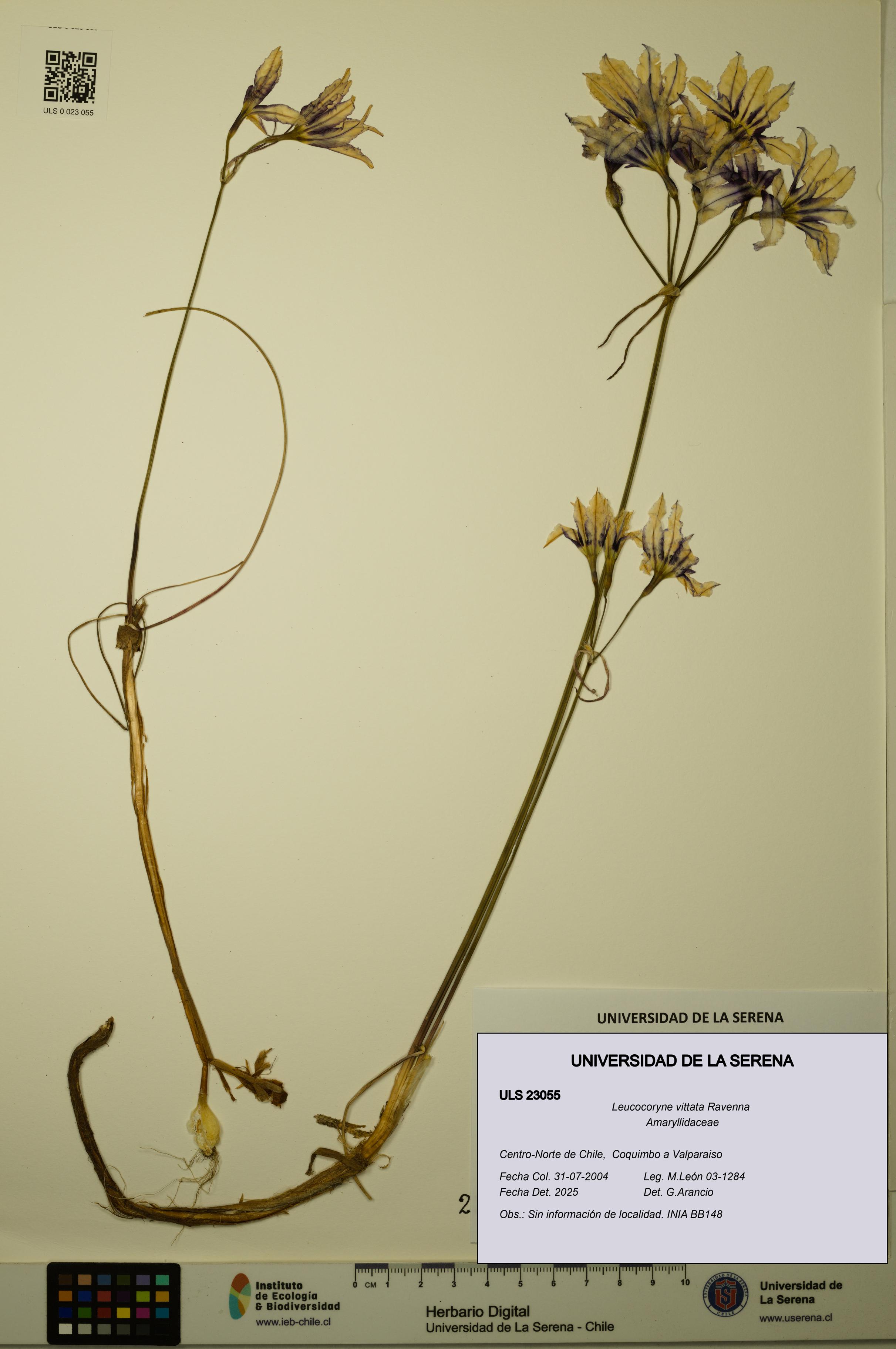 Leucocoryne vittata [Espécimen: ULS:ULS:0023055]