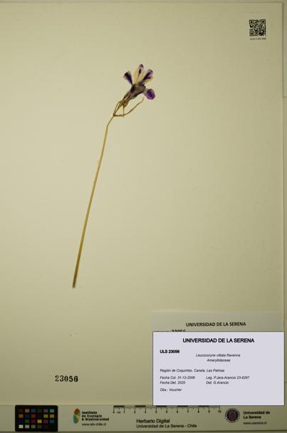 Leucocoryne vittata [Espécimen: ULS:ULS:0023056]