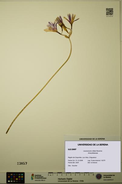 Leucocoryne vittata [Espécimen: ULS:ULS:0023057]