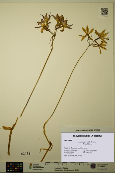 Leucocoryne vittata [Espécimen: ULS:ULS:0023058]