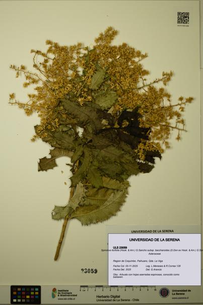 Spinoliva ilicifolia subsp. baccharoides [Espécimen: ULS:ULS:0023059]