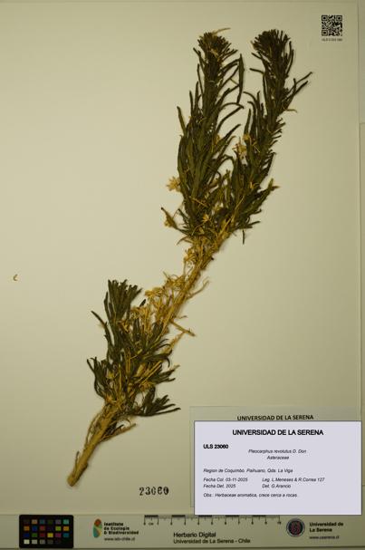 Pleocarphus revolutus [Espécimen: ULS:ULS:0023060]