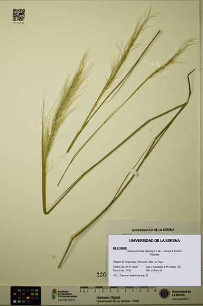 Jarava plumosa [Espécimen: ULS:ULS:0023062]