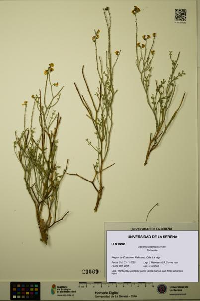 Adesmia argentea [Espécimen: ULS:ULS:0023063]