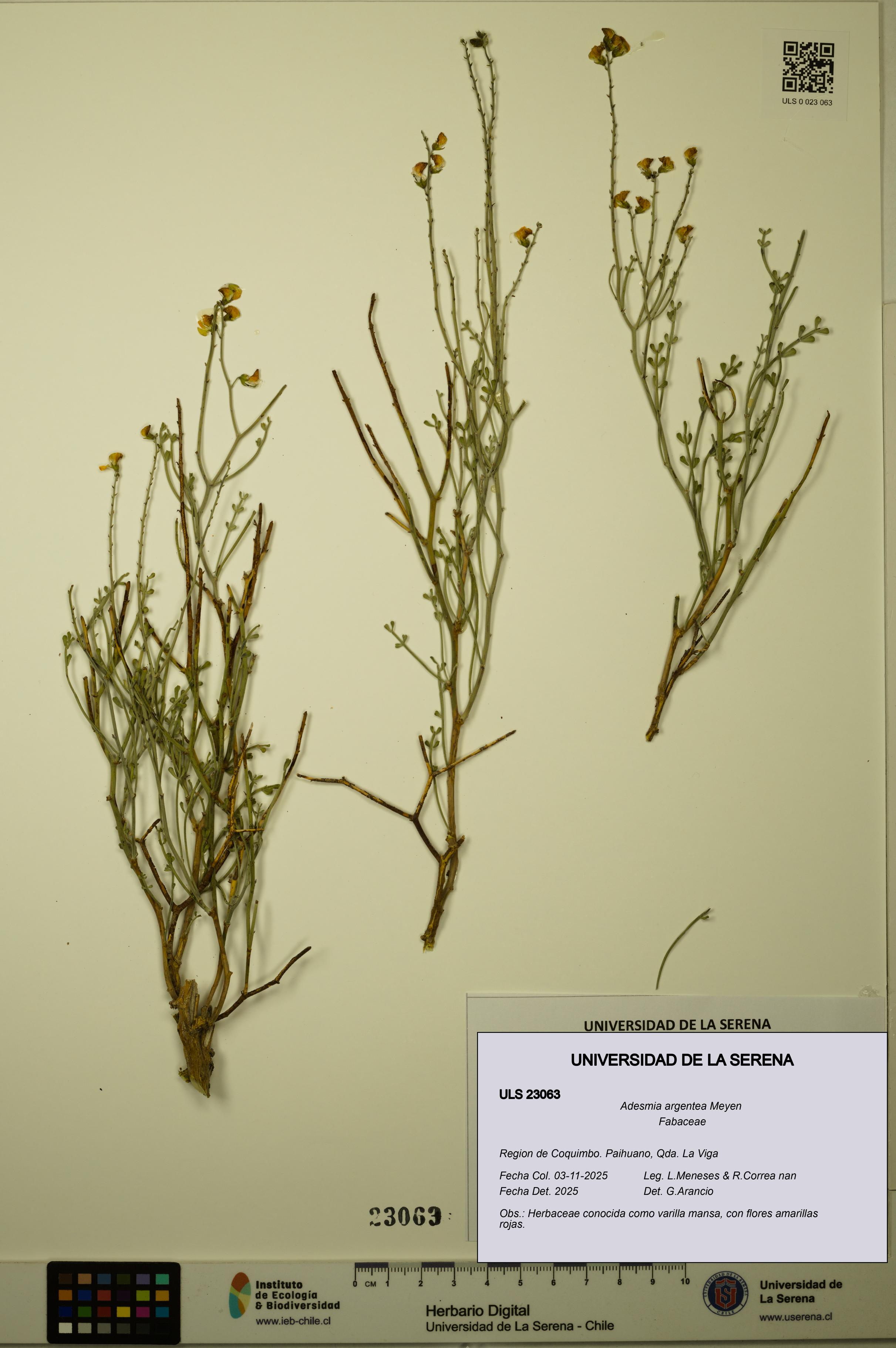 Adesmia argentea [Espécimen: ULS:ULS:0023063]