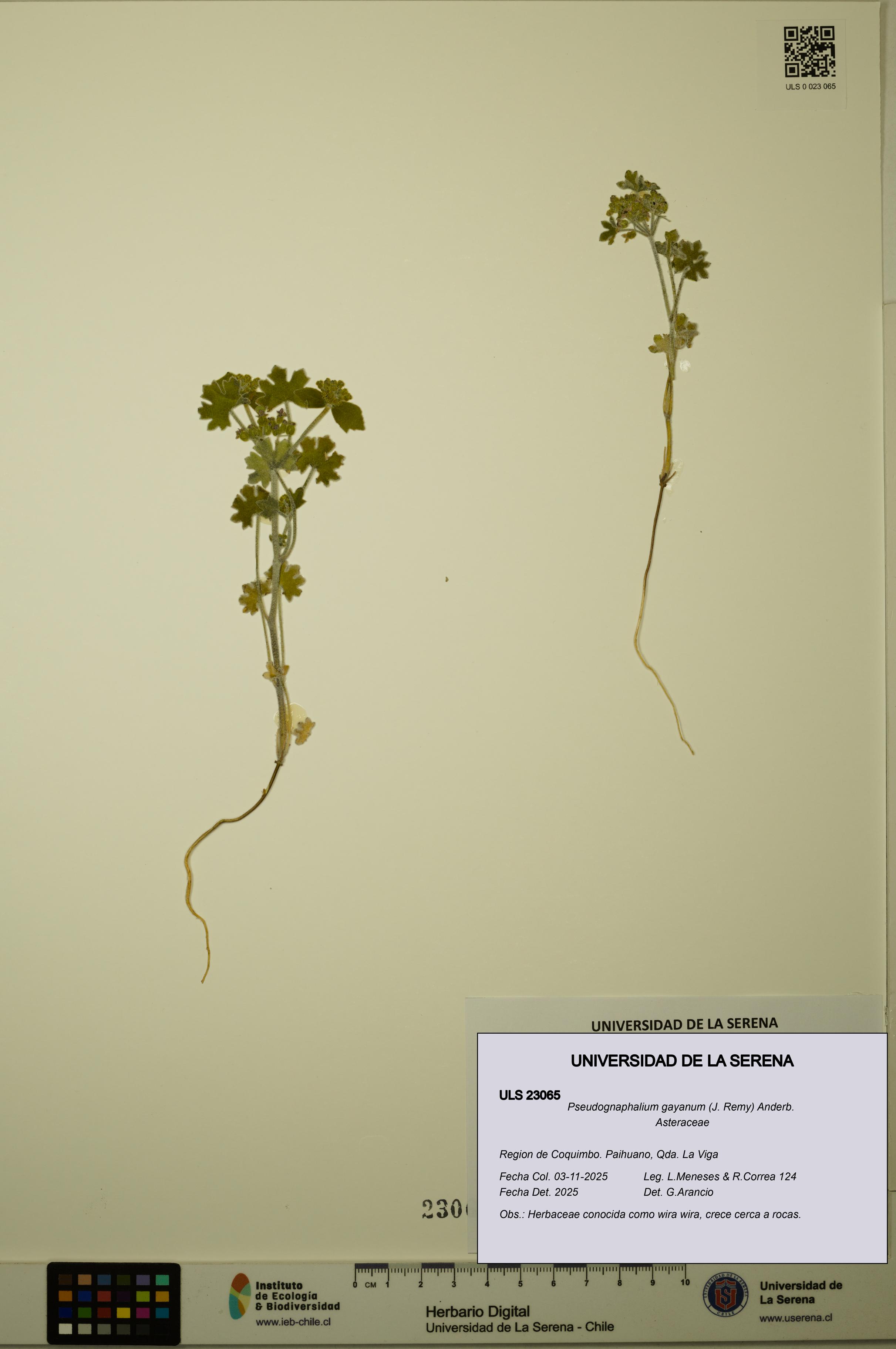 Pseudognaphalium gayanum [Espécimen: ULS:ULS:0023065]