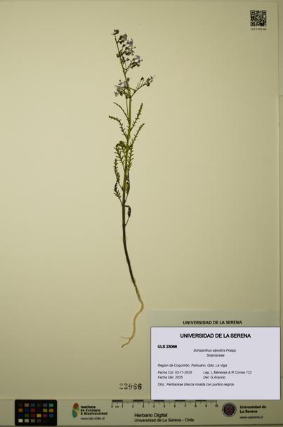 Schizanthus alpestris [Espécimen: ULS:ULS:0023066]