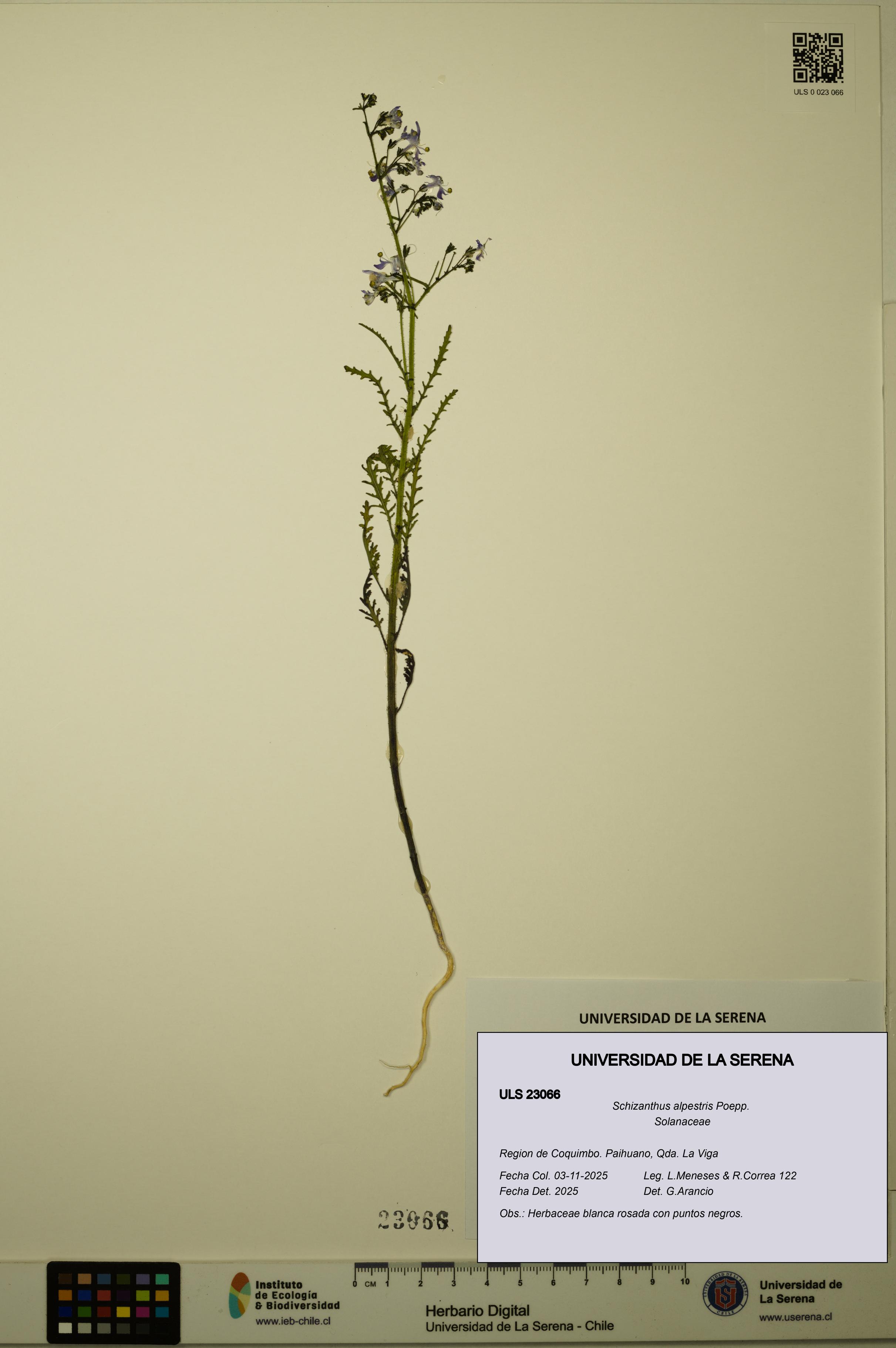 Schizanthus alpestris [Espécimen: ULS:ULS:0023066]