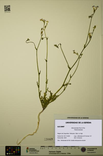 Gilia laciniata [Espécimen: ULS:ULS:0023067]