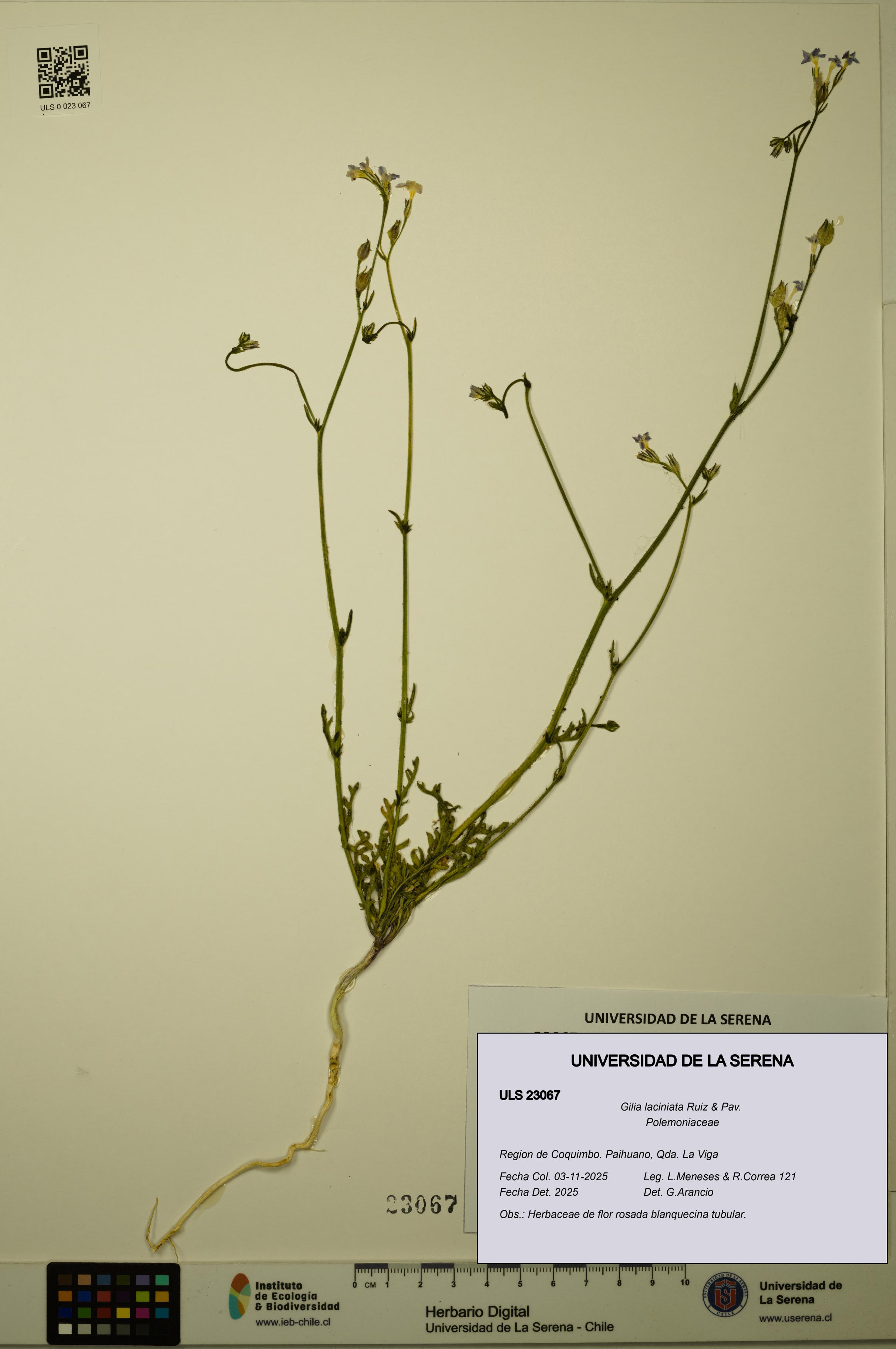 Gilia laciniata [Espécimen: ULS:ULS:0023067]